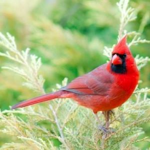 Meet your Posher, Lesa